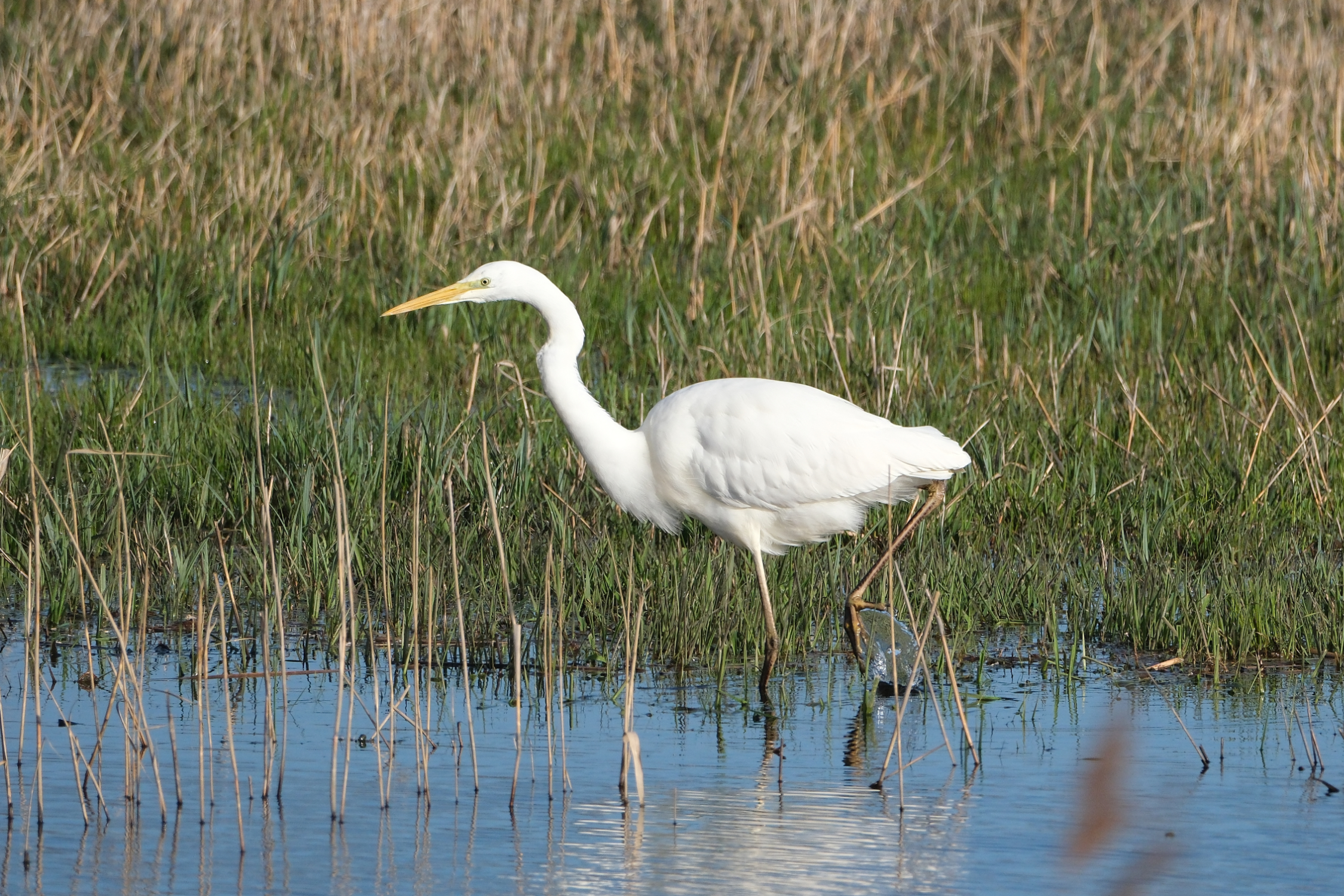 Great Egret 2666