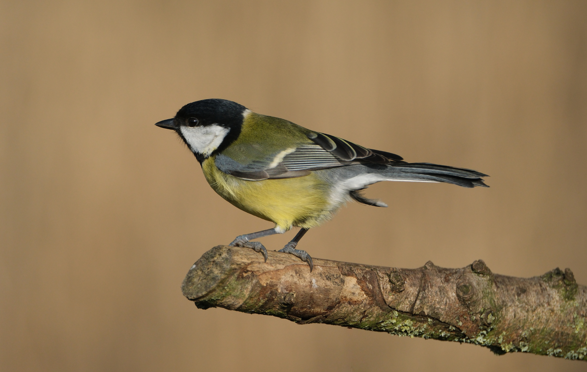 Great Tit 2733
