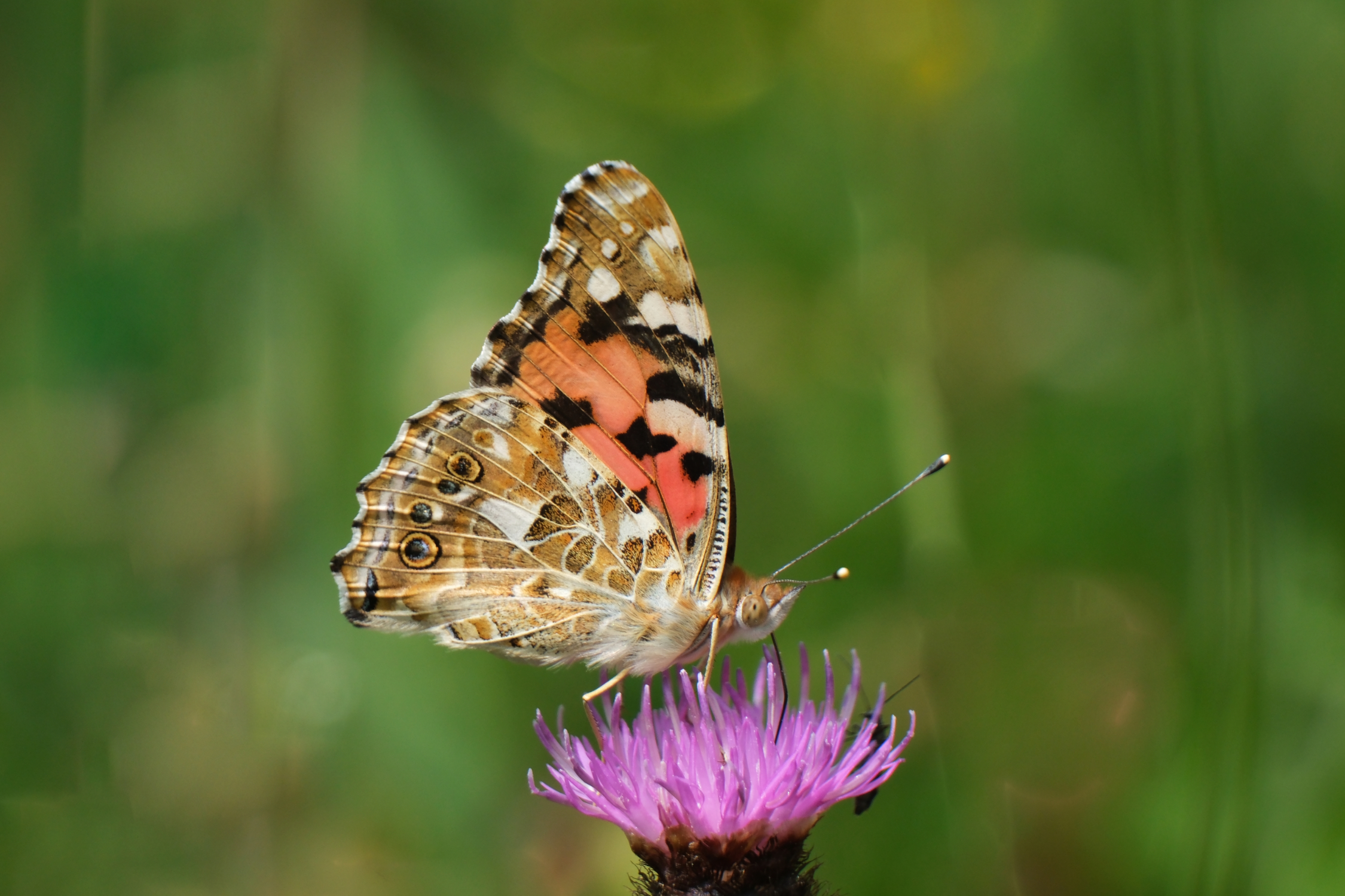 Painted Lady 2771