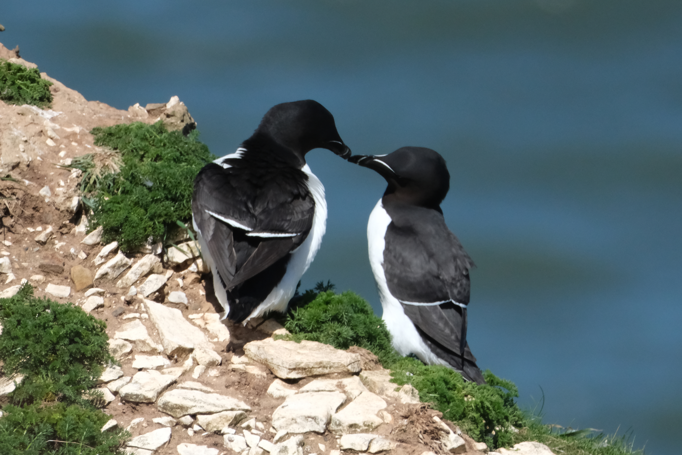 Razorbills 2832