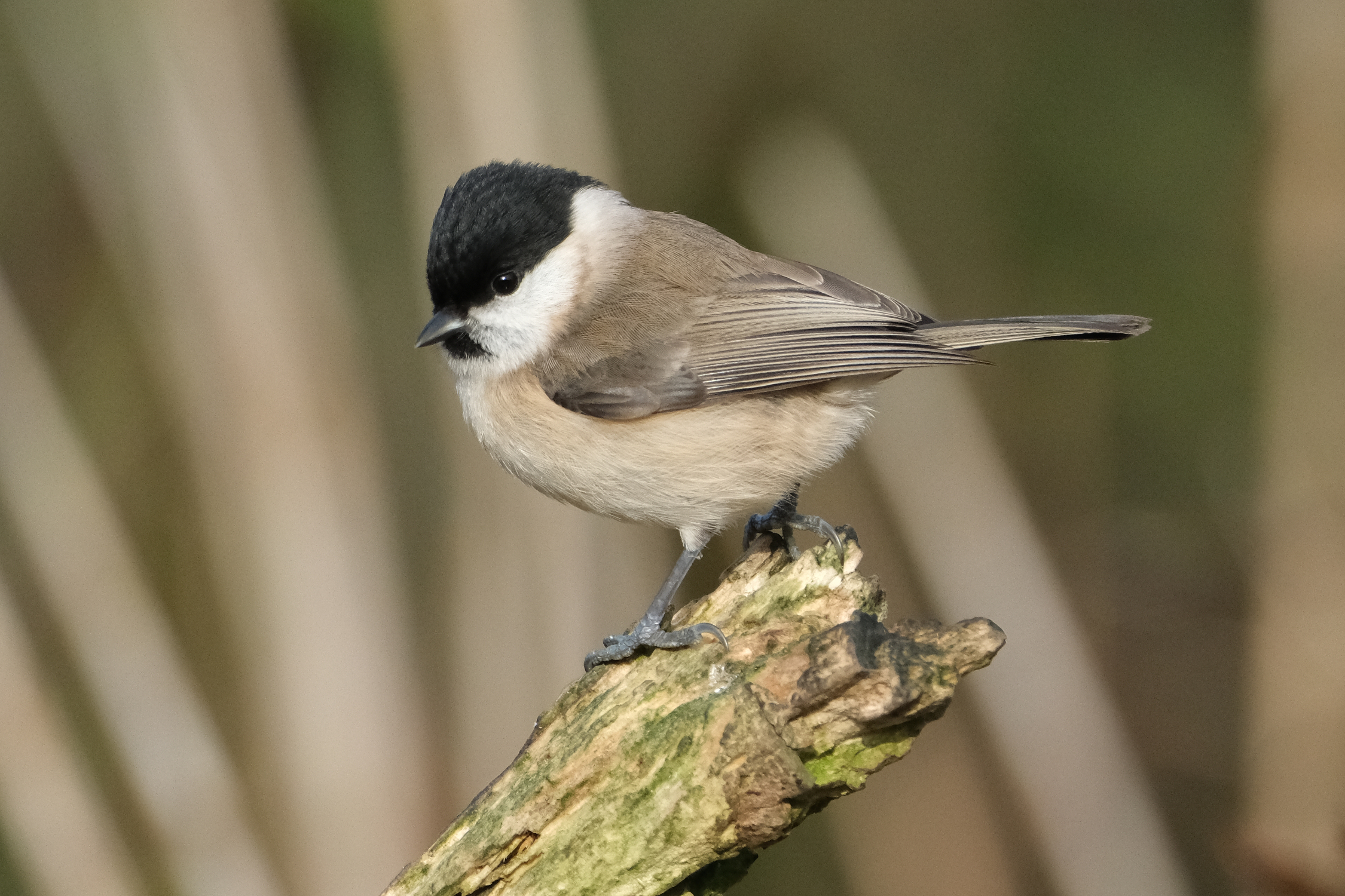 Marsh Tit 2889