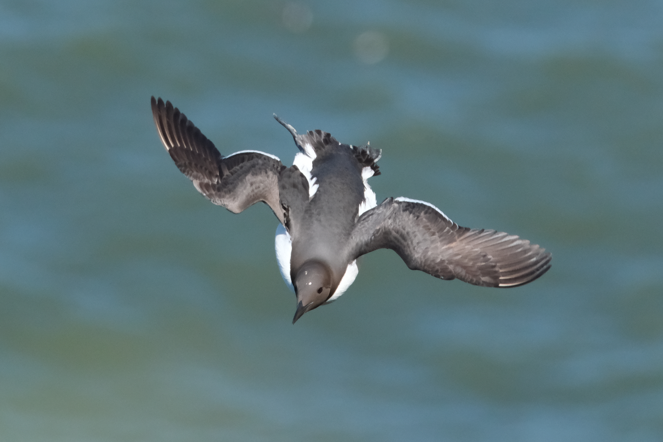 Guillemot 3160