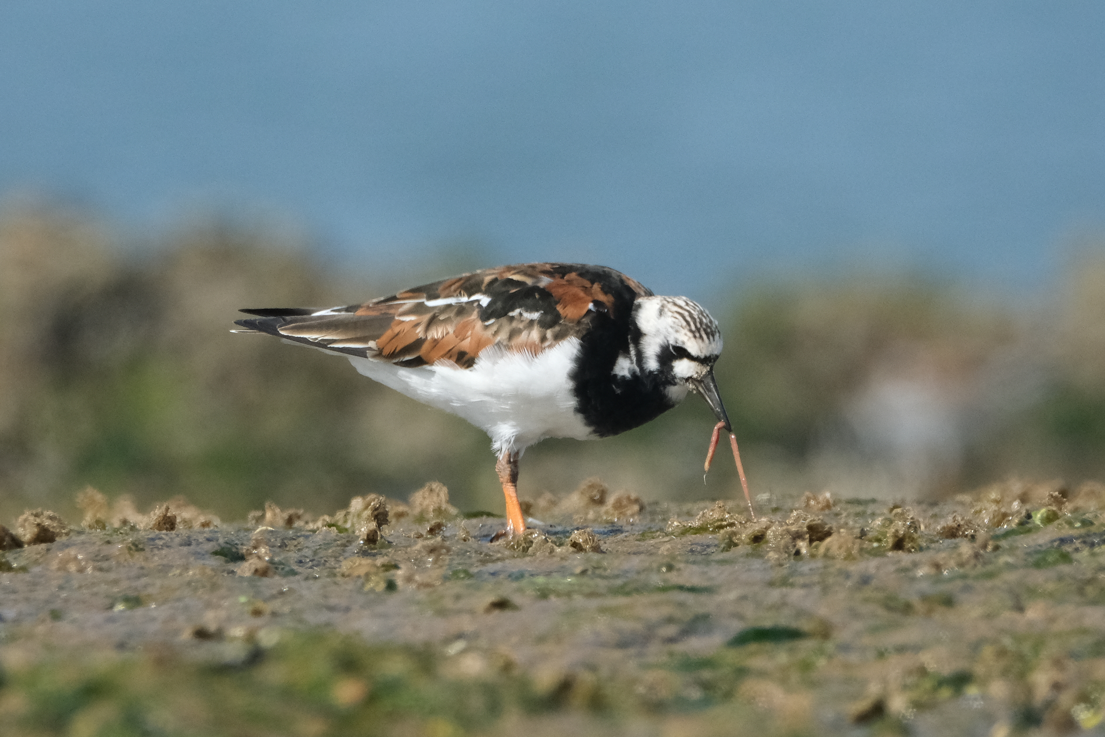 Turnstone 3337