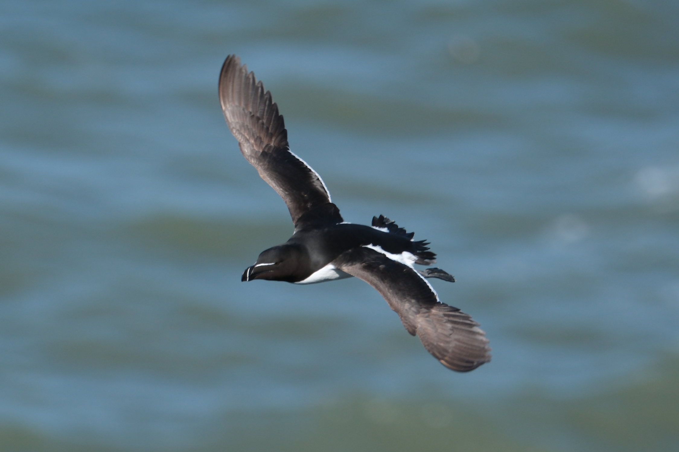 Razorbill 3763