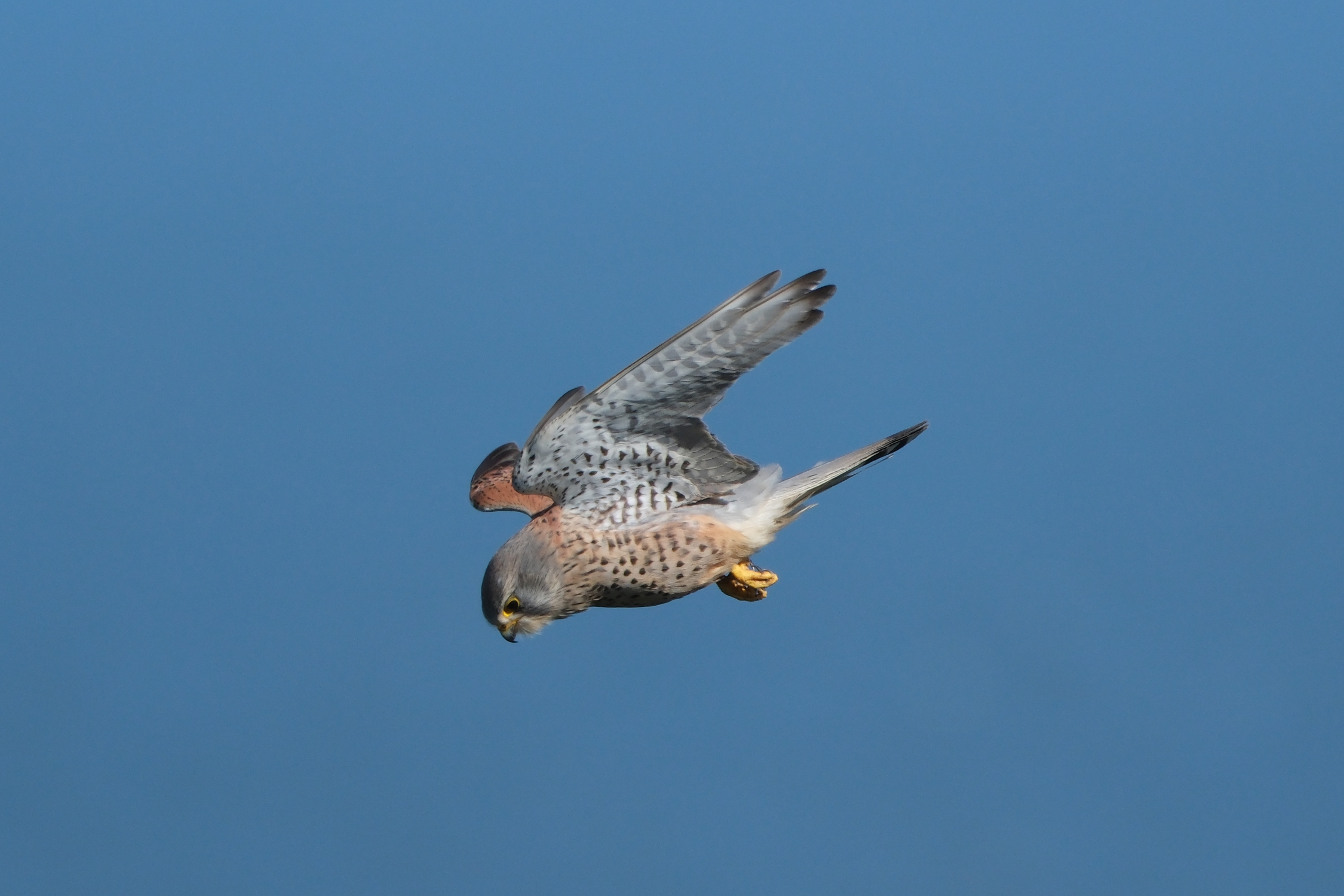 Kestrel 4289