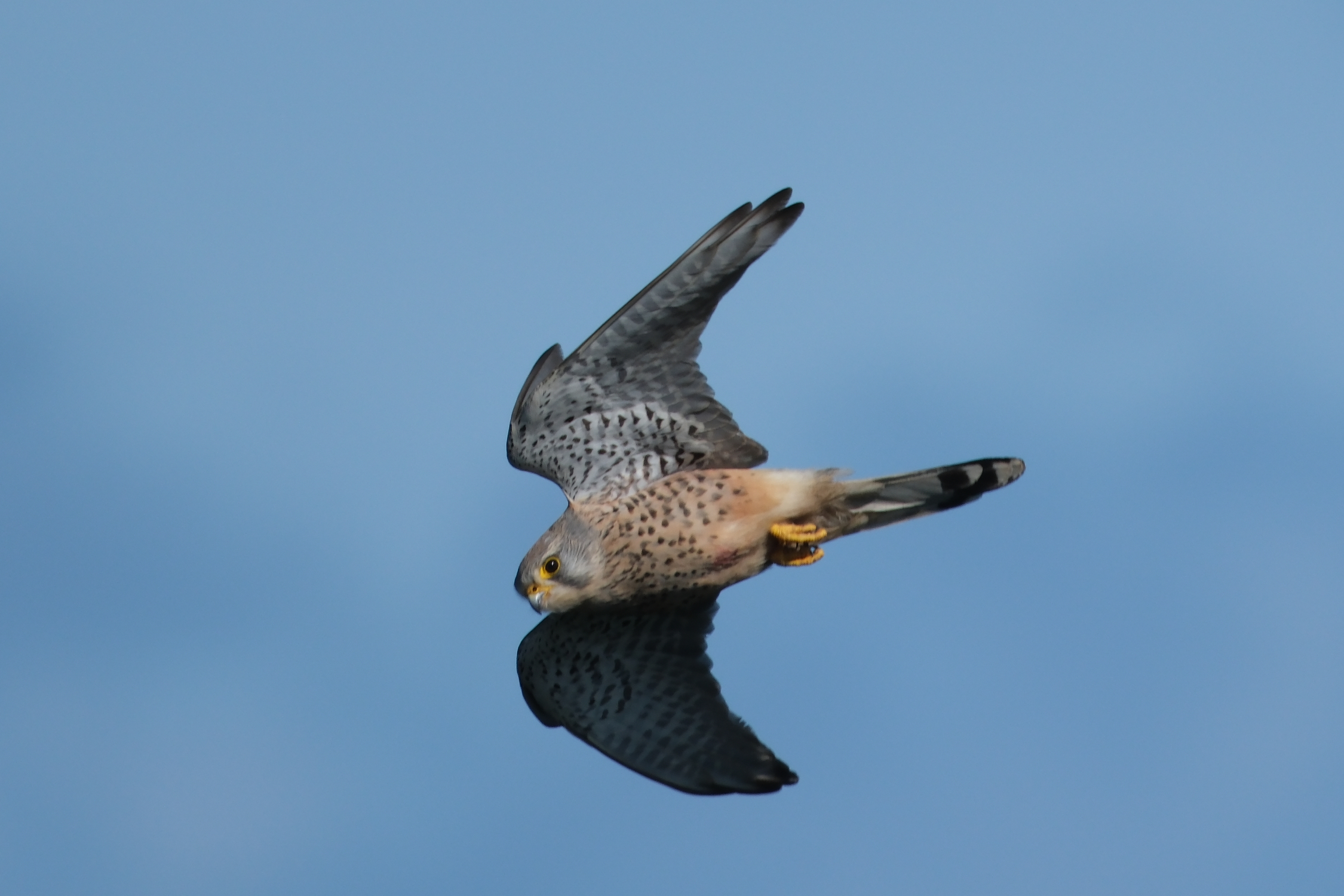 Kestrel 4448