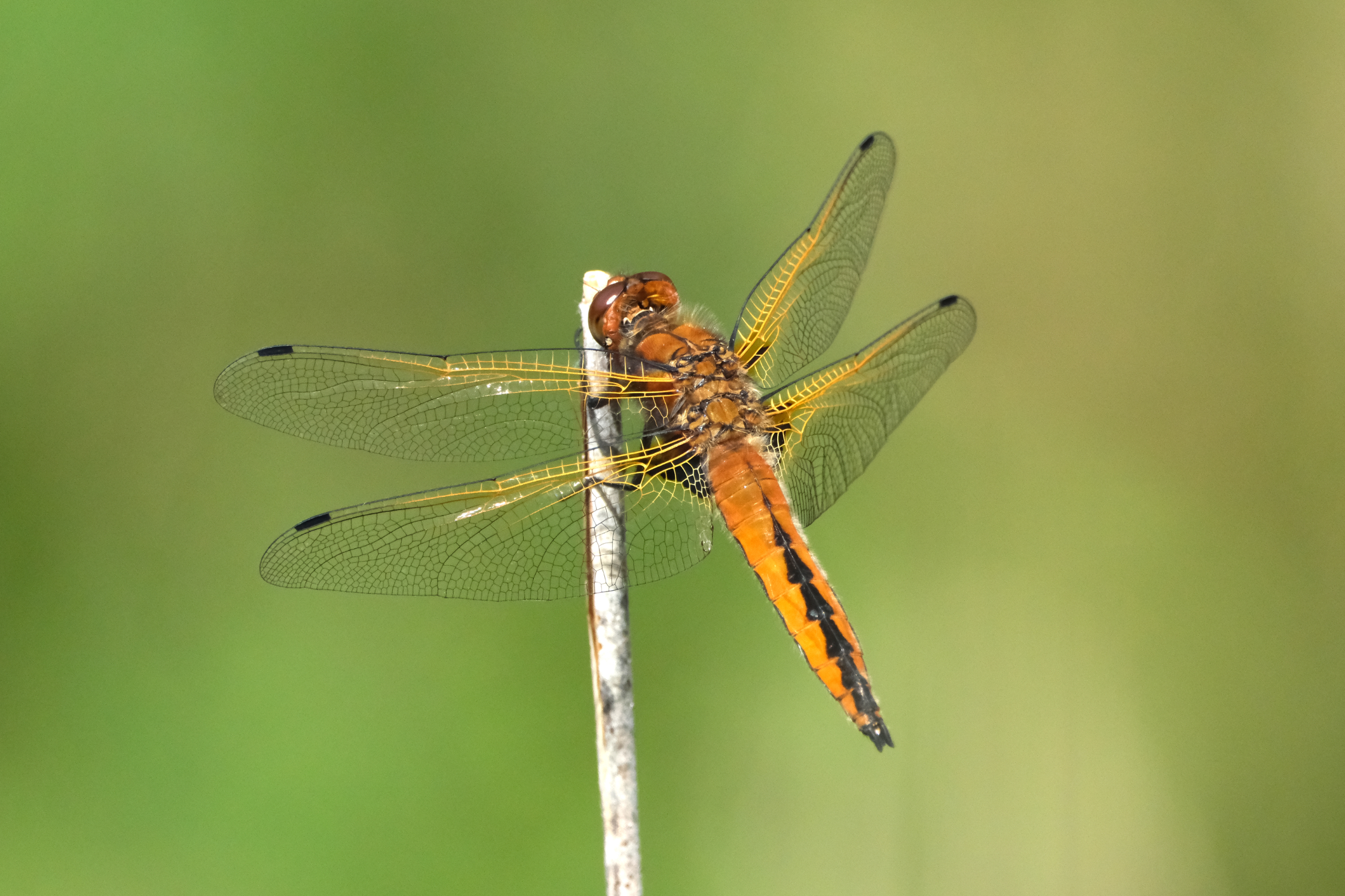 Scarce Chaser 4656