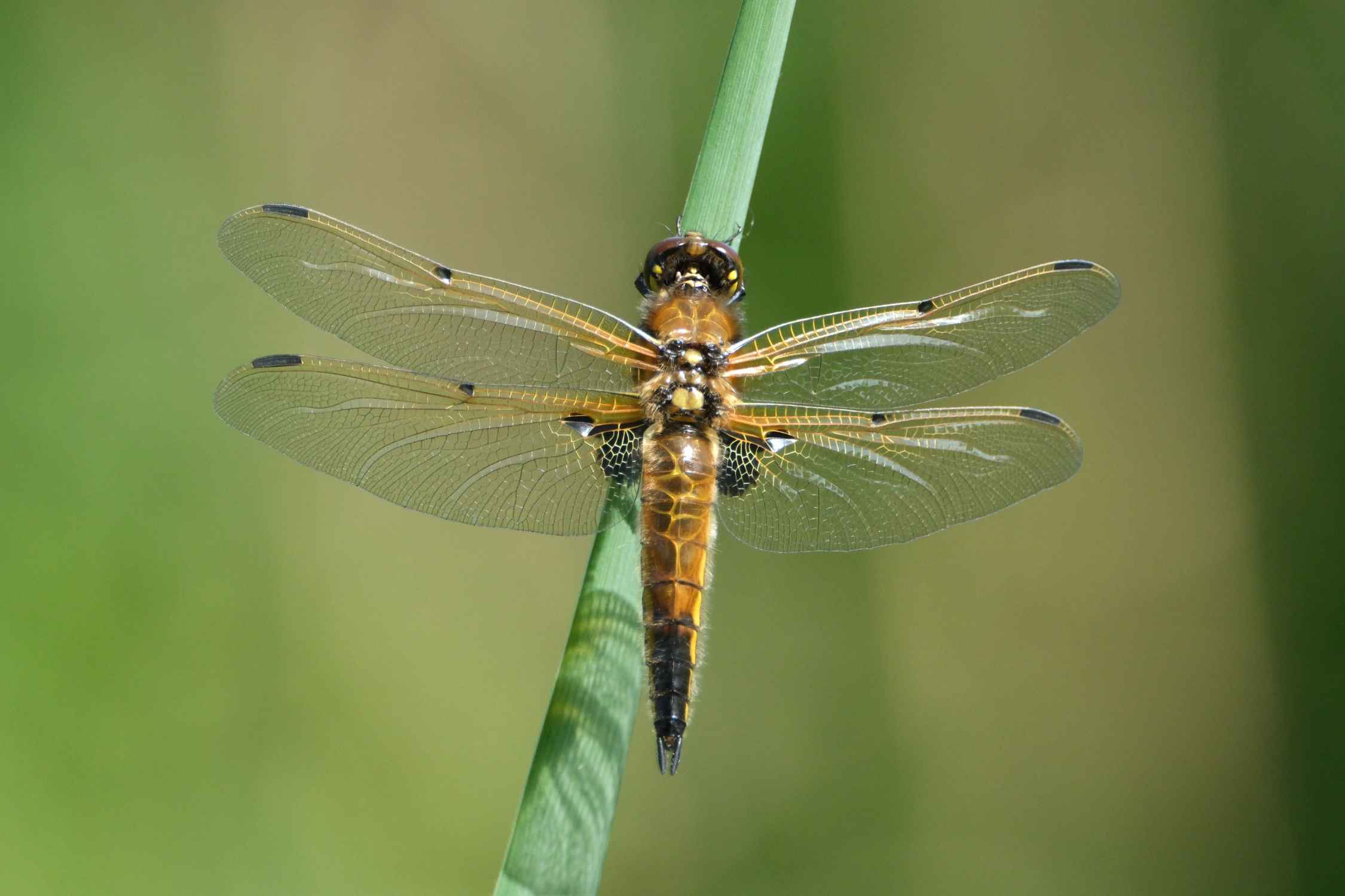 Four-spotted Chaser 4858