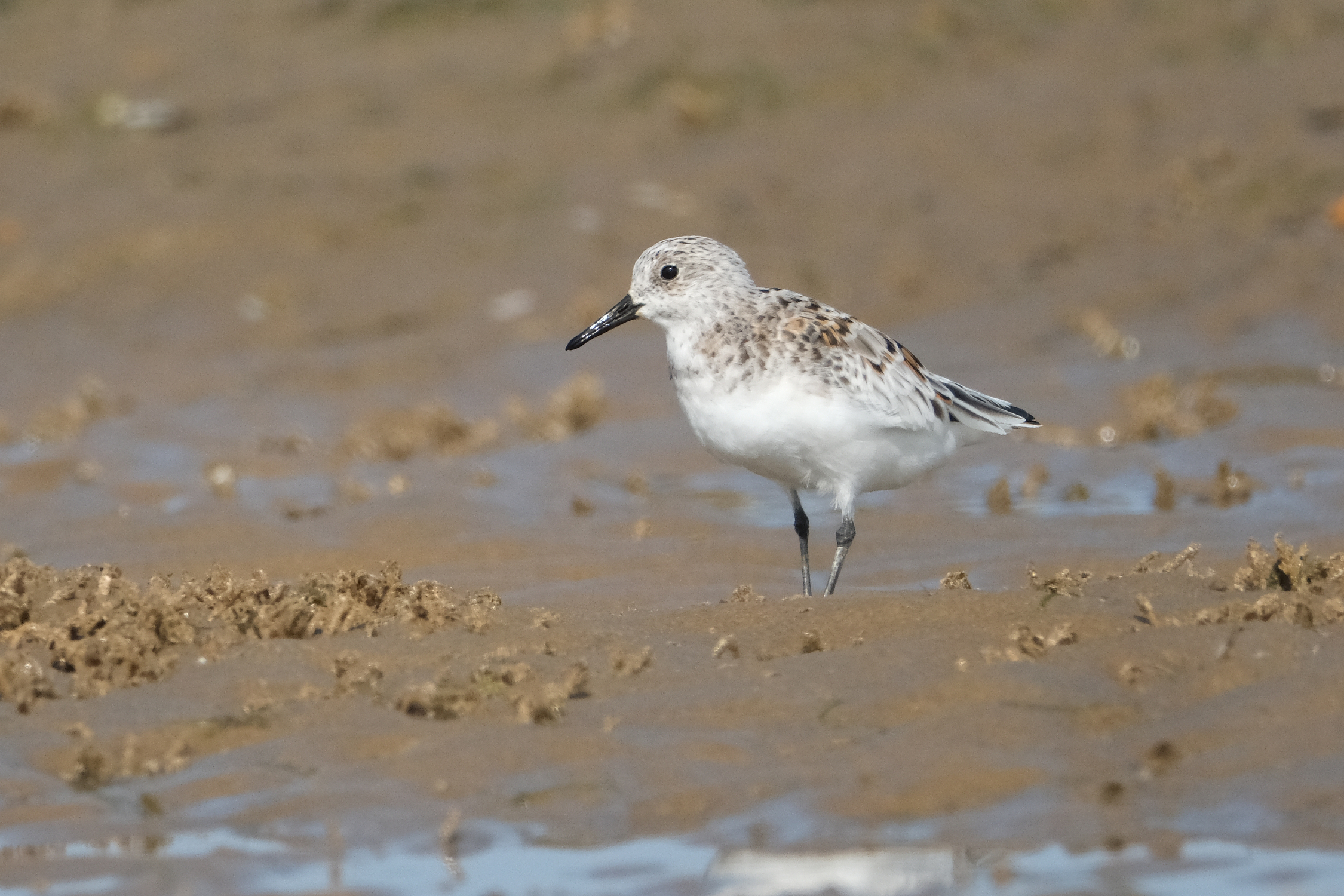 Sanderling 5074