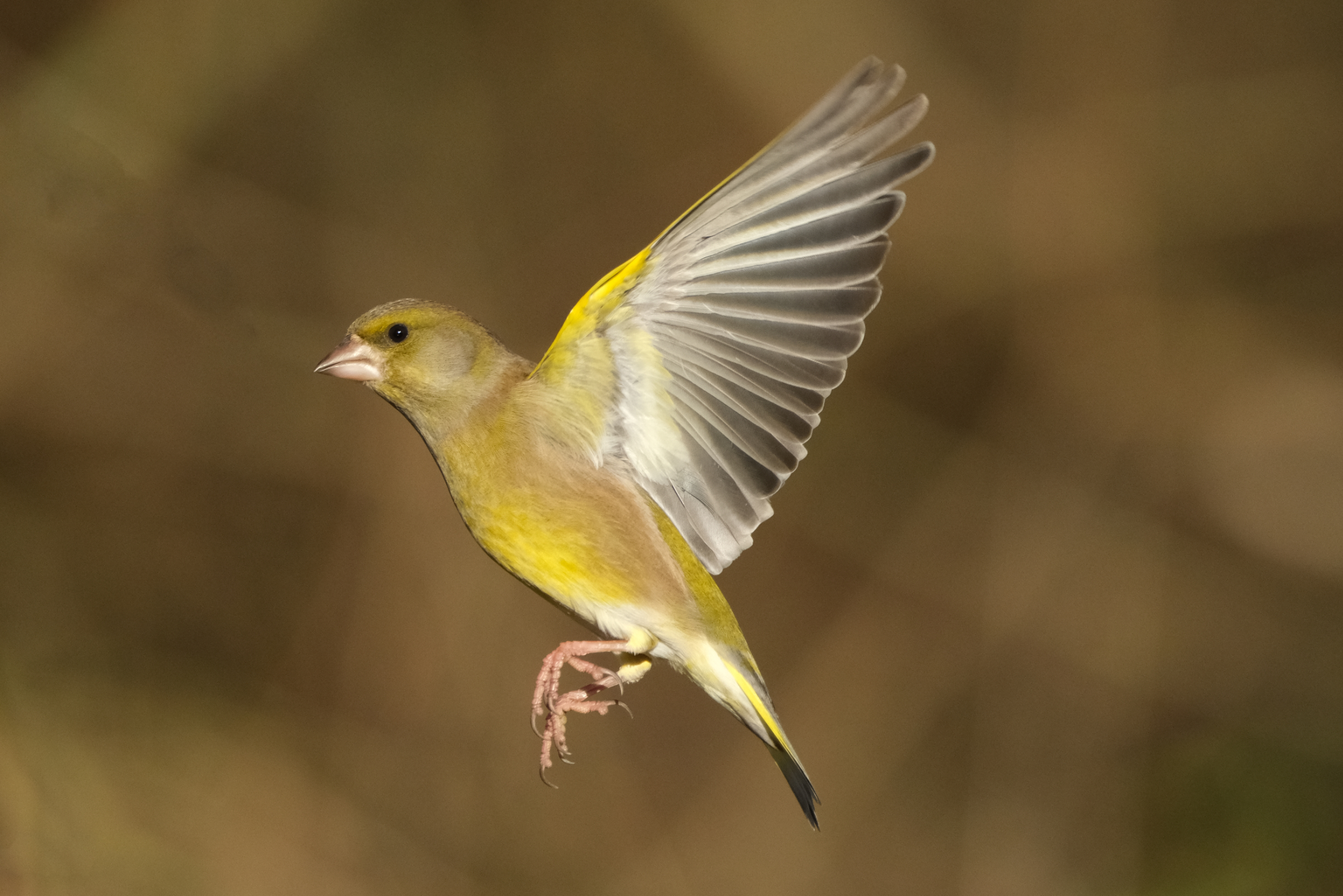Greenfinch 5170
