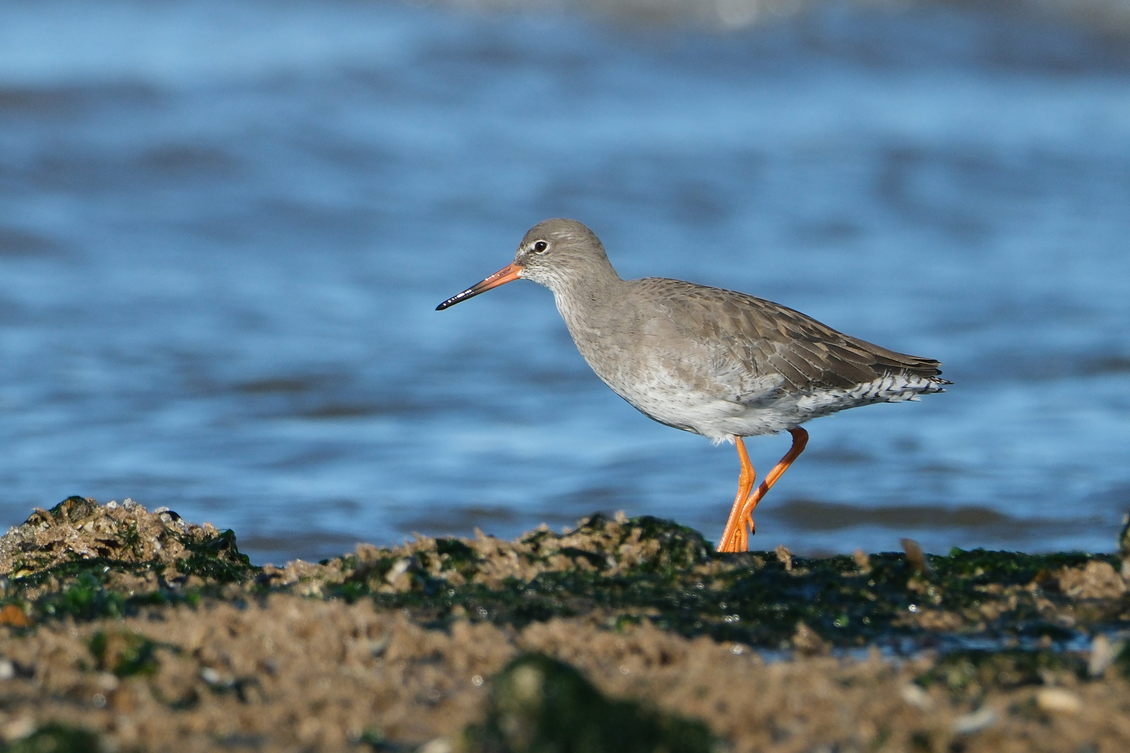 Redshank 5325