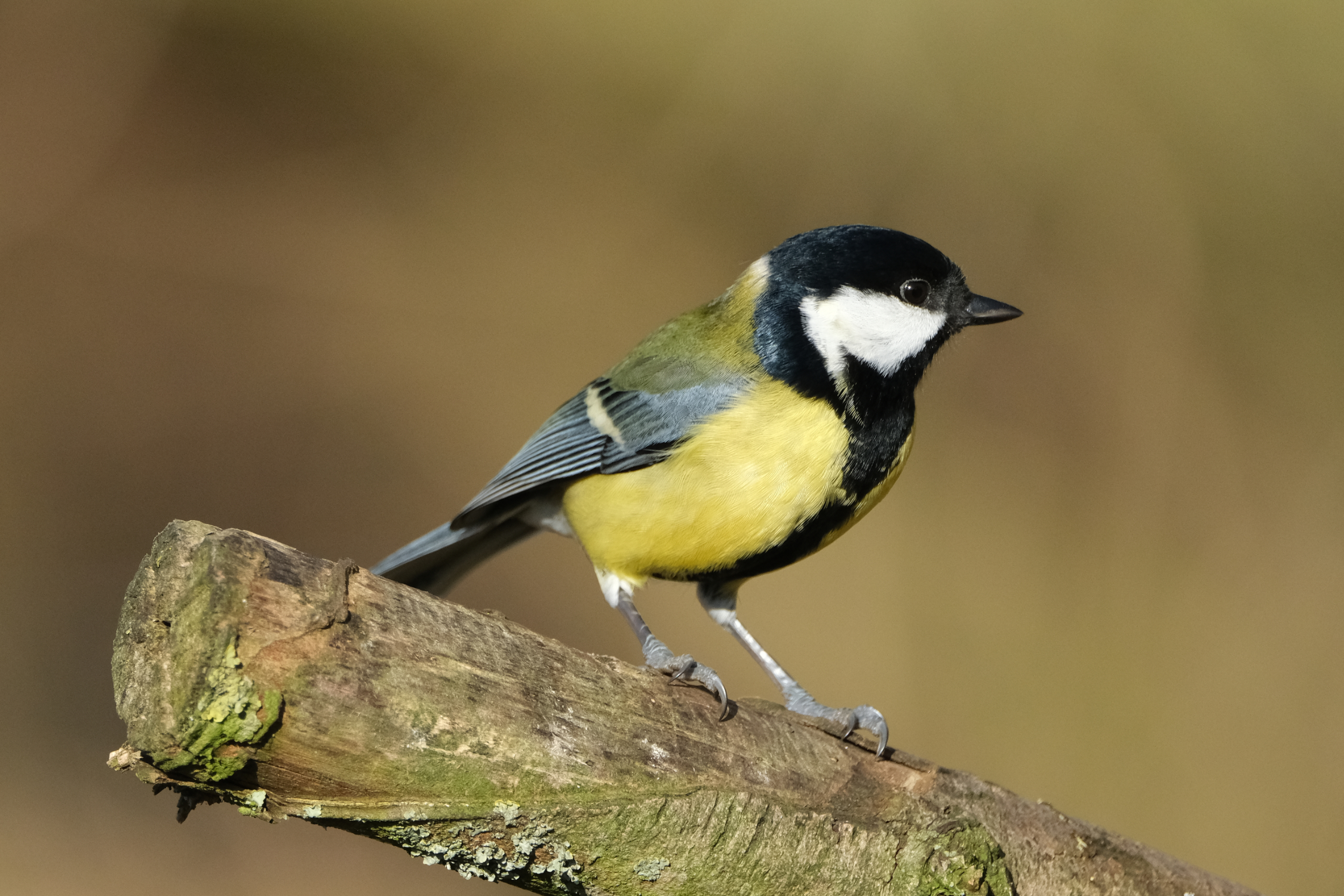 Great Tit 5517