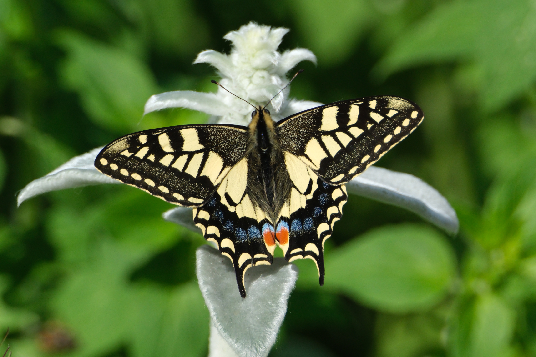 Swallowtail 6149