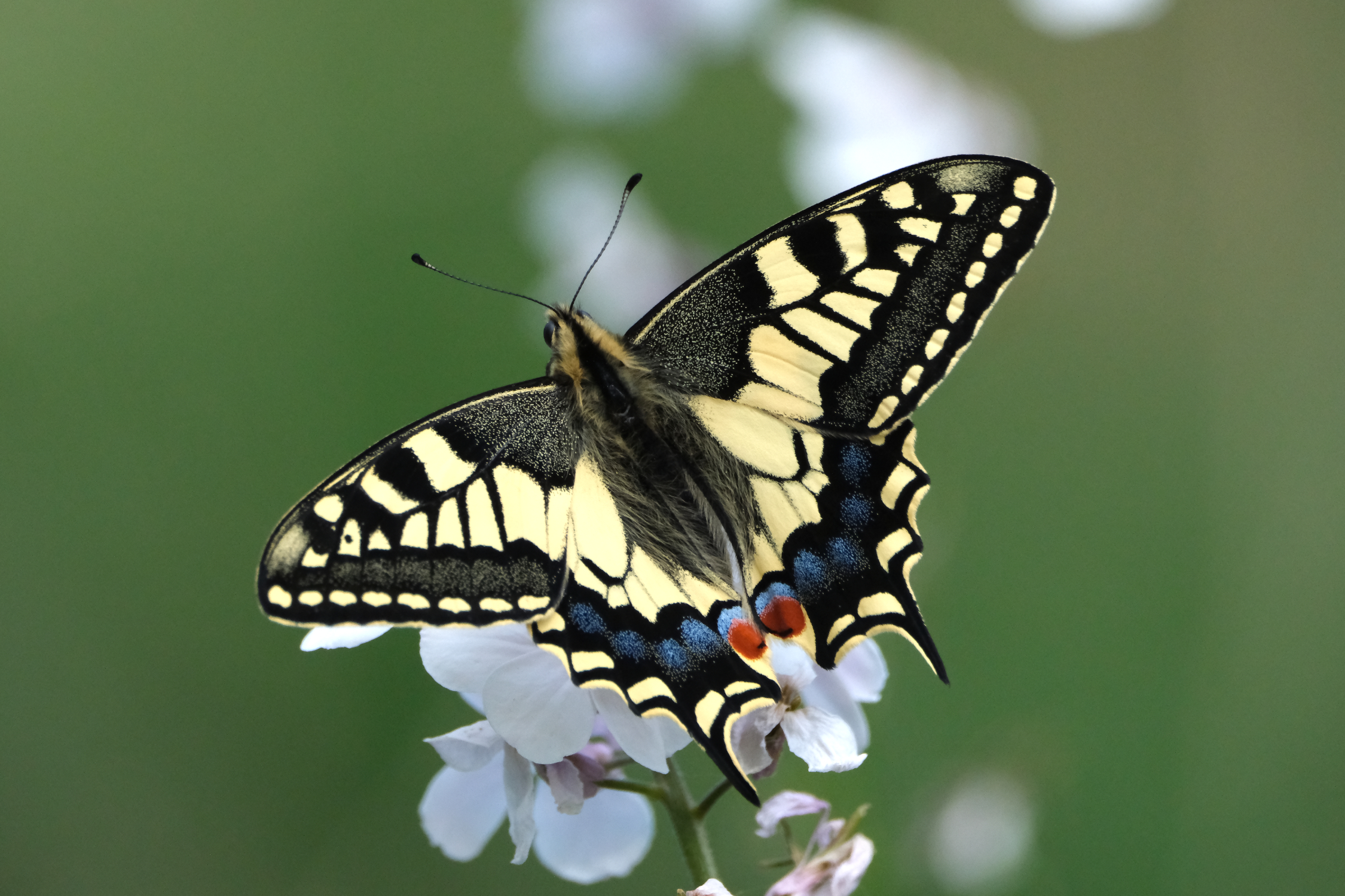 Swallowtail 7545