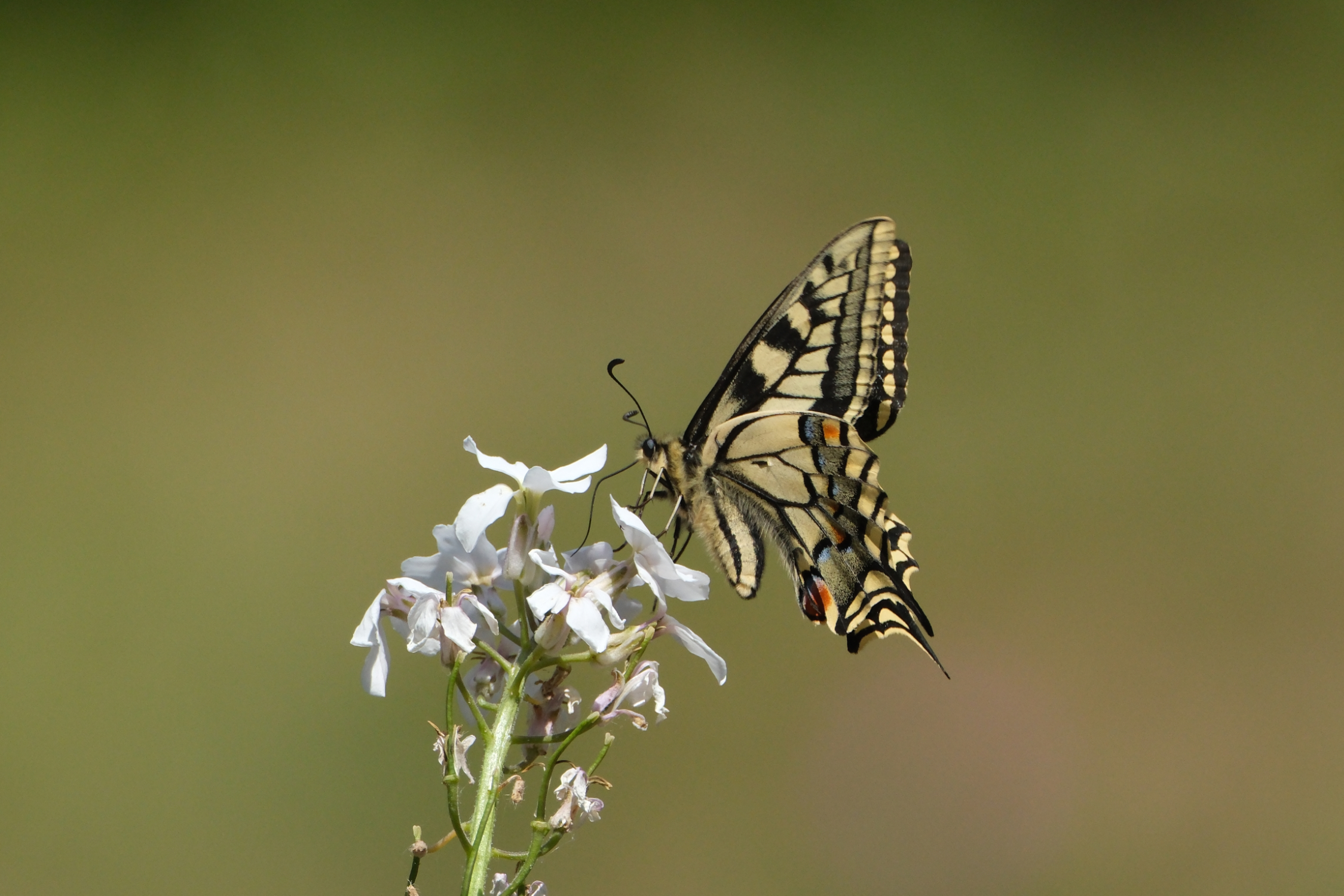 Swallowtail 8838
