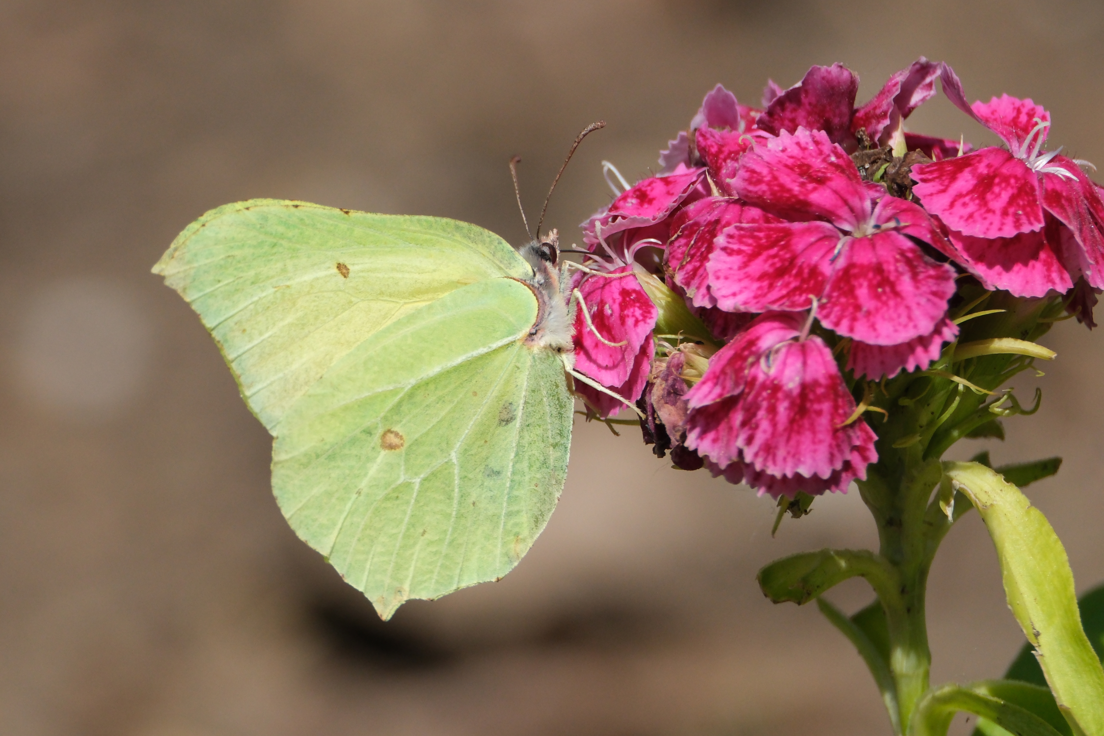Brimstone 9246